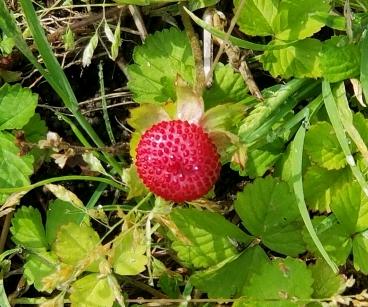 へびいちごの効能とは 人が食べることは可能 レベル2のブログ